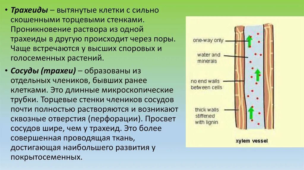 Трахеиды ткани растений. Проводящие ткани растений трахеиды. Сосуды и трахеиды ксилемы. Трахеиды и сосуды у растений. Какие вещества проводят сосуды