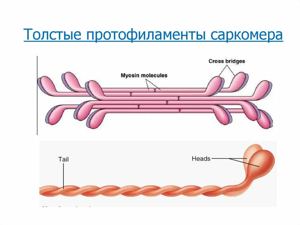 Миозин мышечной ткани. Промежуточные филаменты в мышечной ткани. белки мышечной ткани. протофиламент. саркомер микротрубочки.