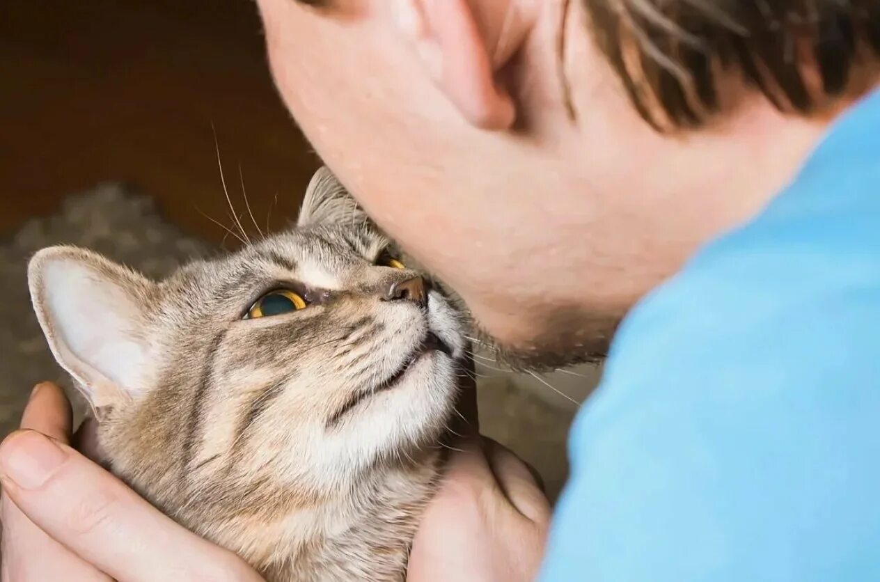 Кот ластится. Кот ласкается. котенок ластится. кошечка ластится к человеку. кот ластится к хозяйке.