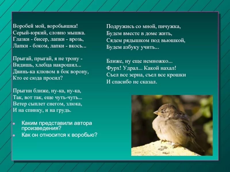 Стихотворение черного воробей. Стихотворение подружись со мной пичужка. стих про воробья. подружись со мной пичужка будем вместе. подружись со мной пичужка будем вместе в доме жить.