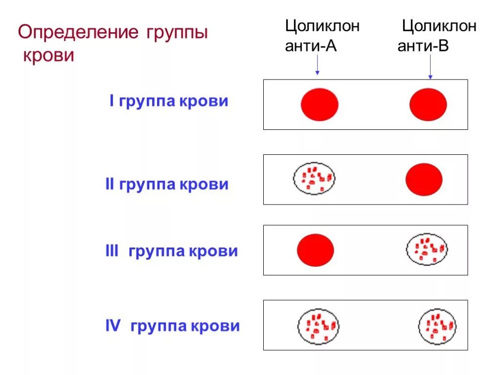 Определение группы крови как определить. Как определить 1 группу крови. Как определить 2 группу крови. Определить группу крови по системе rh..