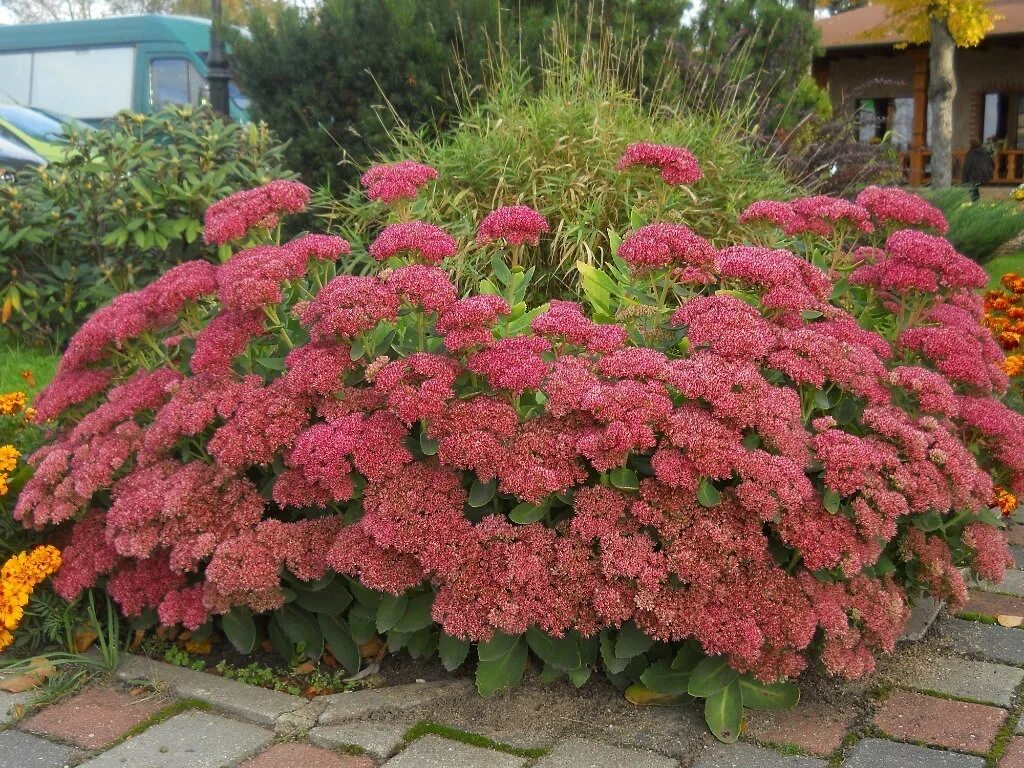 Очиток Видный (Sedum spectabile `Brilliant`). Очиток Видный (Sedum spectabile `Carmen`). Очиток Видный Carmen.