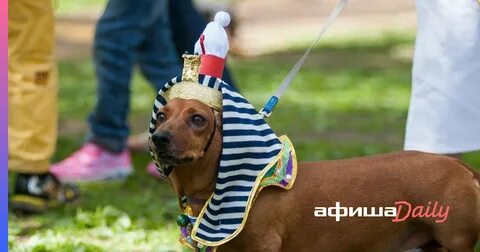 Костюмированный парад такс