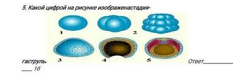 Однослойный зародыш гаструла бластула