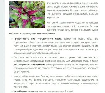 Цветок колеус приметы