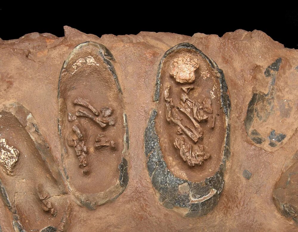 Fossil egg