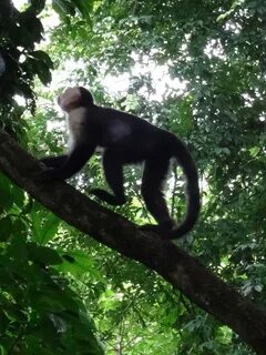 A chimp can climb