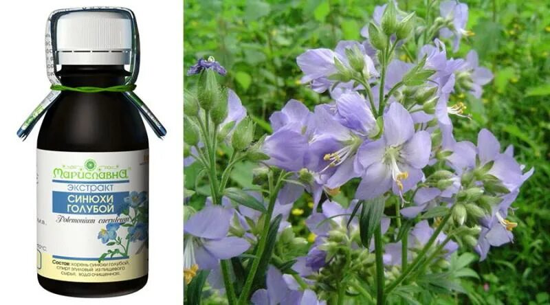 Синюха голубая настойка. Настойка синюхи голубой. Синюха голубая настойка 200 мл. Экстракт синюхи голубой. Сапонины синюхи голубой.