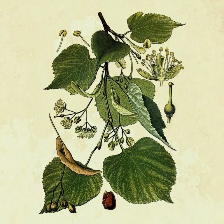 Acca kappa tilia cordata. Tilia cordata Ботанический рисунок. Тилия бегониелистная. Tilia Bilionera.