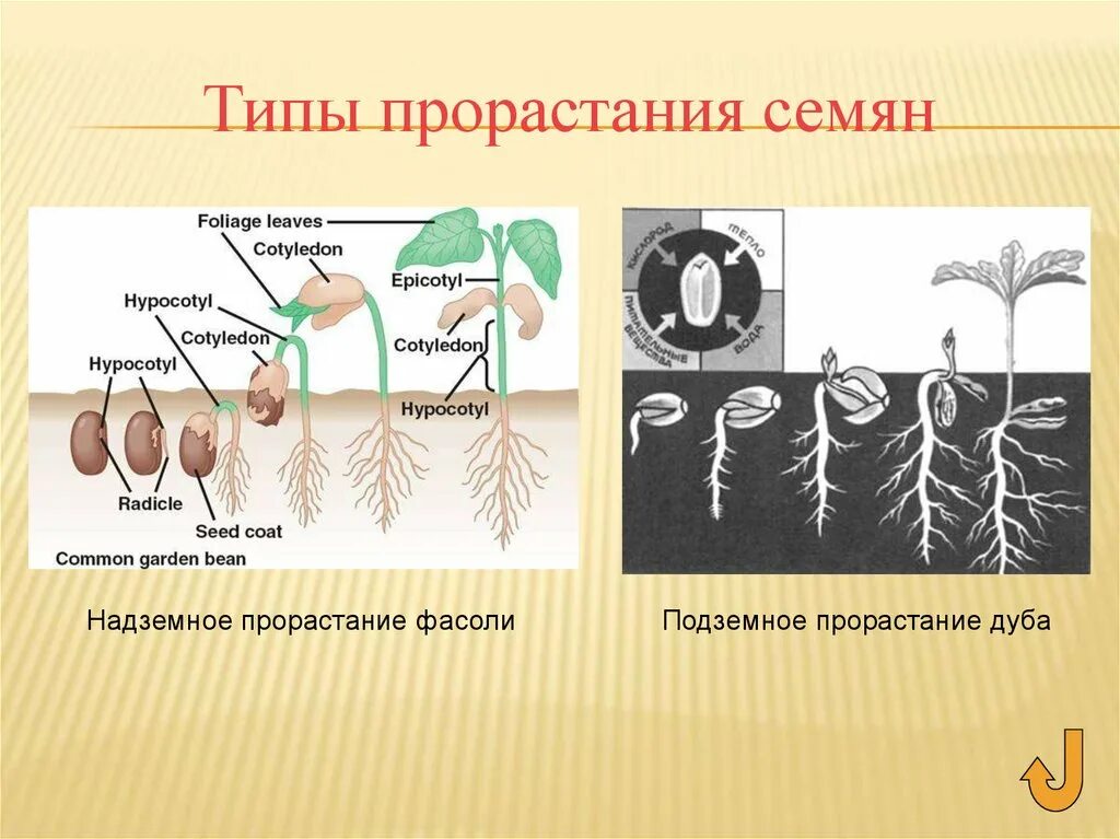 Условия развития семян. Прорастание дуба фасоли. Типы прорастания семян. Надземный Тип прорастания. Подземное прорастание семян.