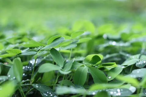 Green plants