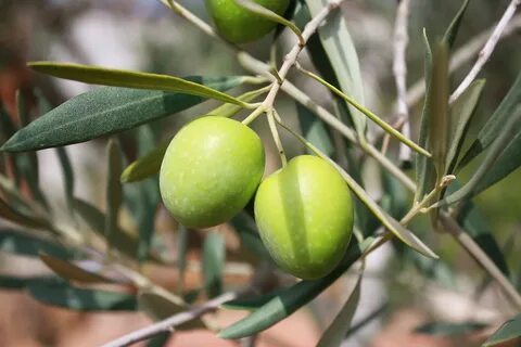 Olea europaea fruit extract