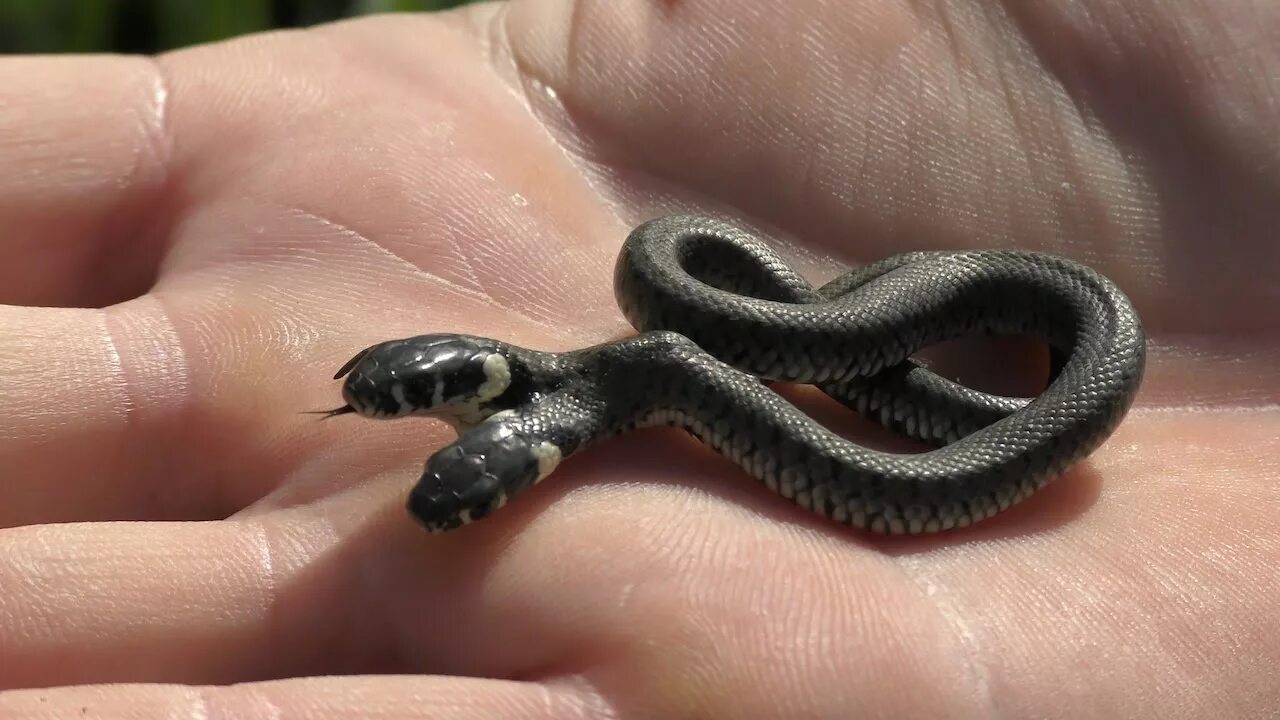 Rare two-headed snake nicknamed 'Double Dave' is found in US Rare animals, Rare,