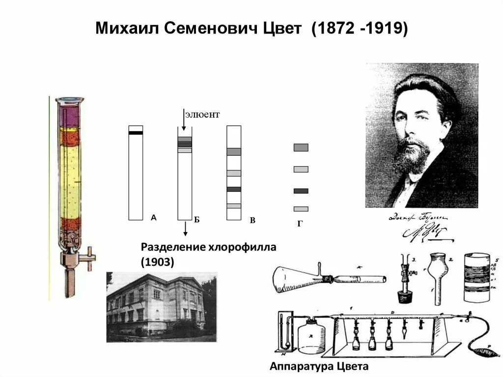 Впервые значение хлорофилла установил русский ученый