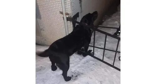 Спасла черного