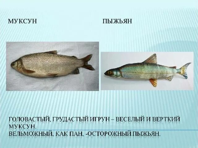 Муксун рыба описание. Пыжьян и щекур. сибирский сиг пыжьян. рыба сиг пыжьян. сырок, пыжьян, пелядь рыба.