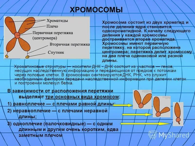 Хроматид в ядре. Хромосома и хроматида. Строение хроматиды. Хромосомы состоят из двух хроматид. Хроматиды функции.