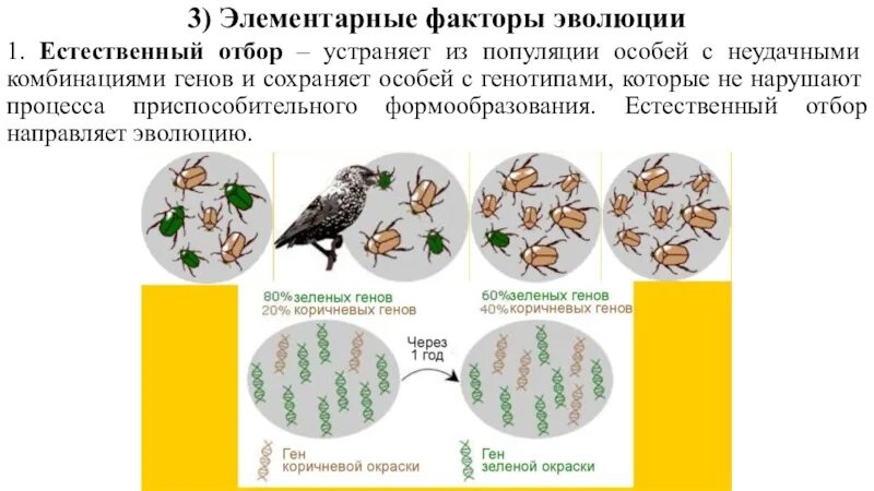 Популяция элементарная единица эволюции. Элементарные эволюционные факторы. Элементарные эволюционные факторы в популяции. Элементарные эволюционные факторы презентация.