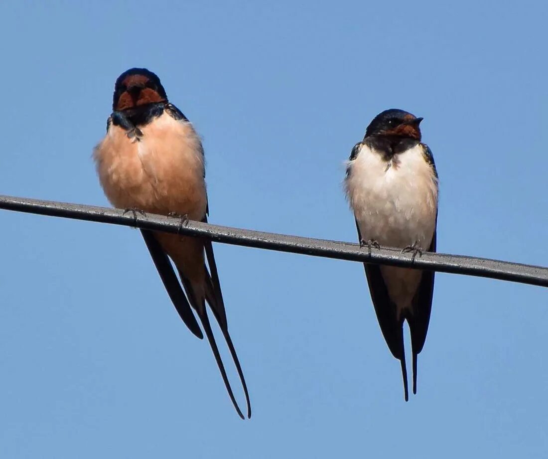 Ласточка размеры птицы. Деревенская Ласточка – Hirundo Rustica. Деревенская Ласточка и береговушка. Ласточка самец и самка. Деревенская Ласточка самец и самка.