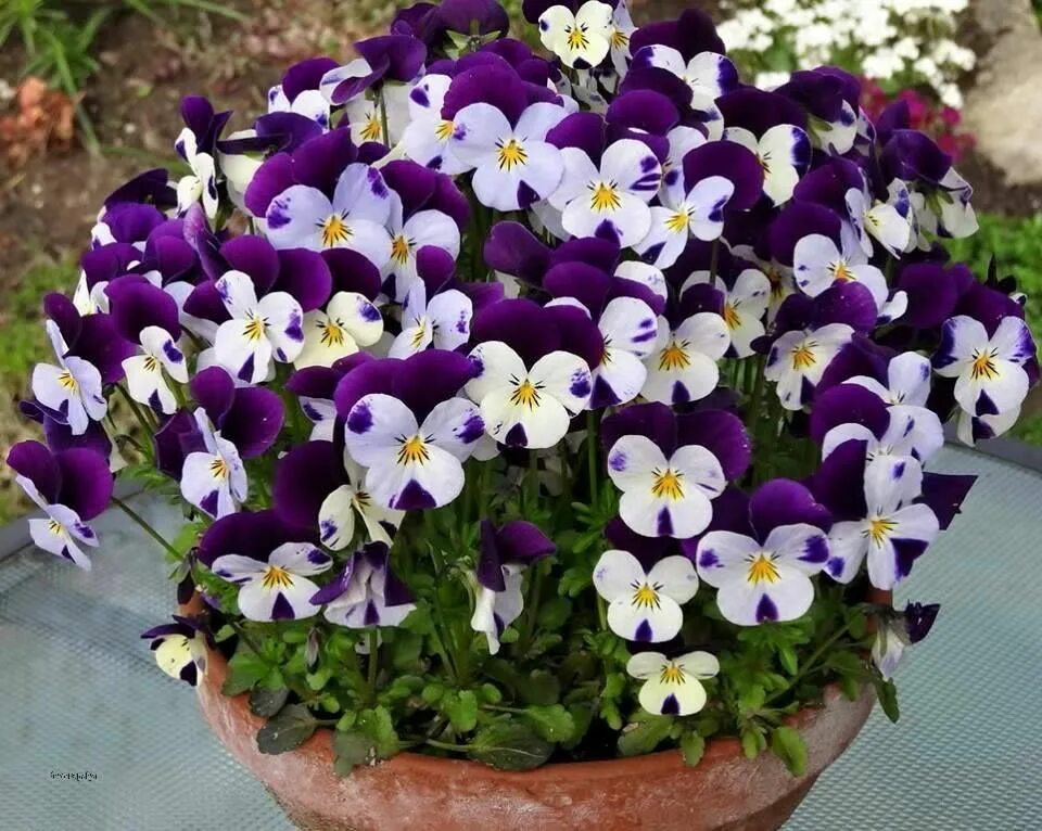 Fall Pansies in flowerbed. Landscape by McDonald Garden Center Winter container 