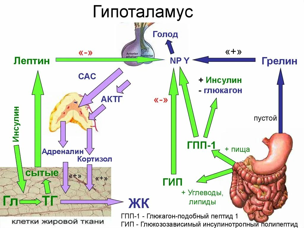 Механизм голода. Гормон насыщения лептин. Грелин гормон механизм действия. Лептин и грелин гормоны. Механизм действия инсулина схема.