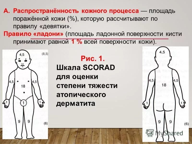 площадь ладонной поверхности человека составляет