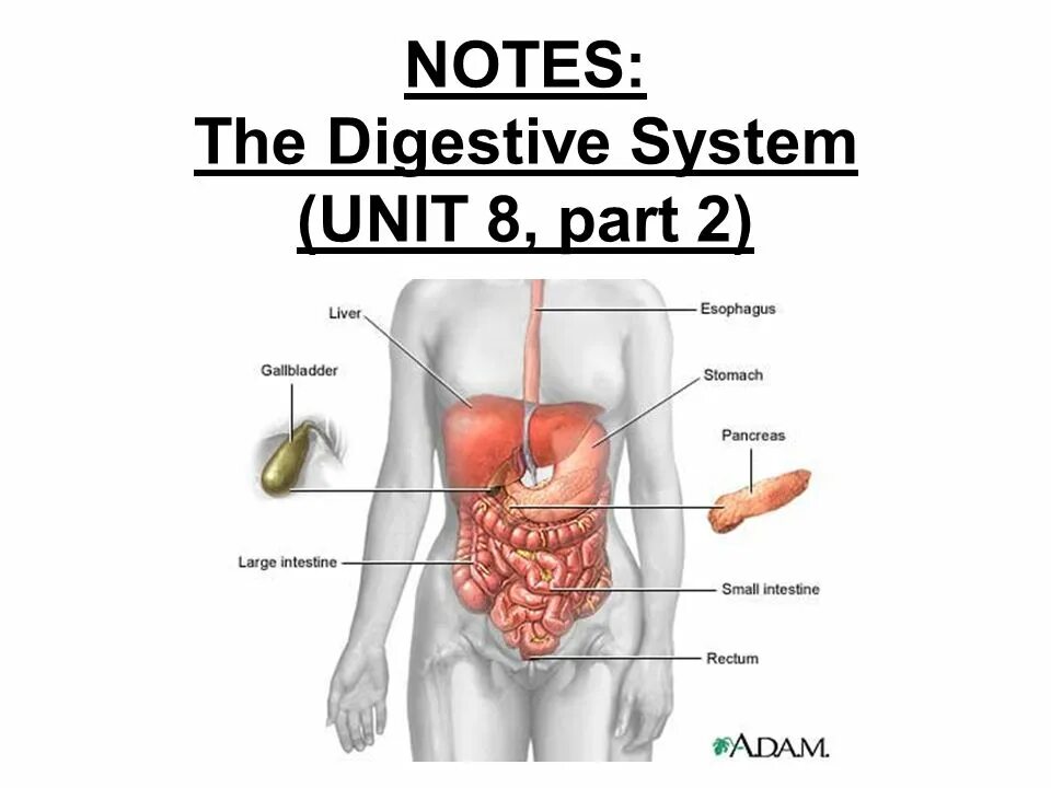 Боль печень и желчный пузырь. Structure of the Digestive System. Где находится печень у человека. Пищеварительная система женщины. Желчный пузырь где находится.