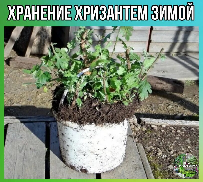 Как сохранить хризантему зимой весной. Хризантема мультифлора обрезка. хранение хризантемы мультифлора зимой. хризантема перезимовала в подвале. обрезание хризантемы в горшке.