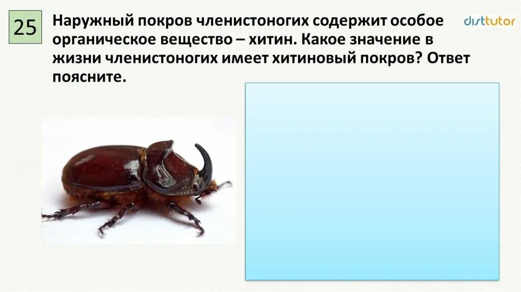 Хитиновый панцирь членистоногих. Строение кутикулы членистоногих. Покровы членистоногих. Строение кожных покровов насекомых. Особенности покрова тела членистоногих.