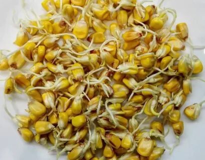 Прорастание семени кукурузы
