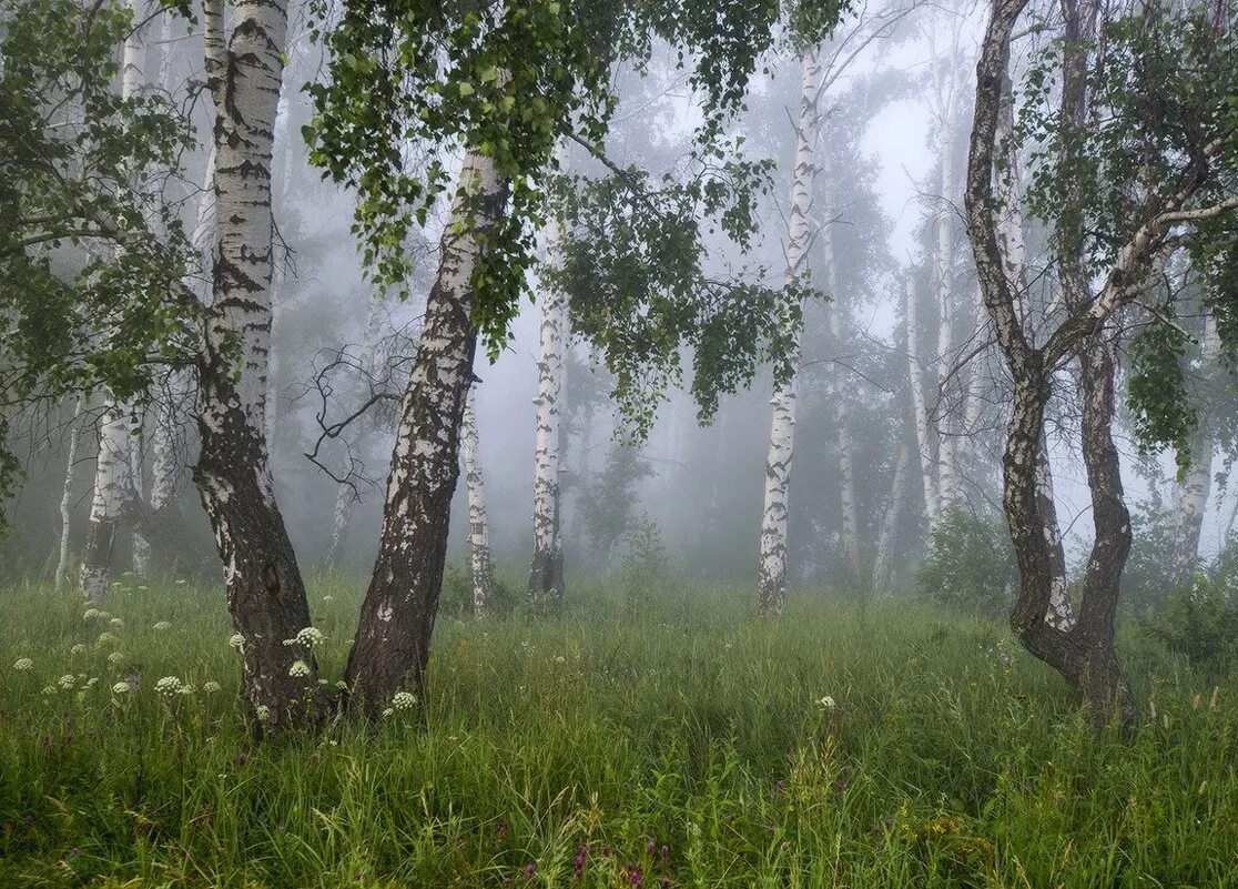 Ветер уносил дым в березовую рощу. Красота русской природы. Русские леса. Лес березы. Березовая роща в тумане.