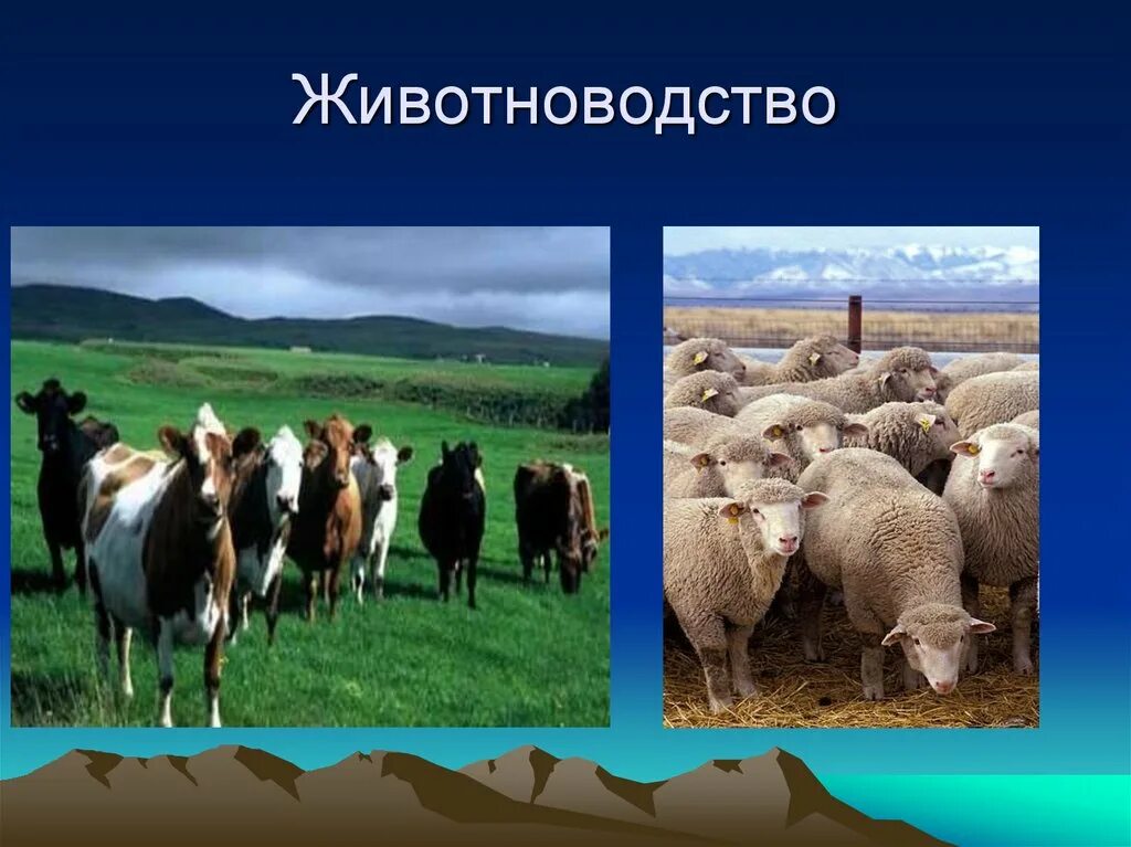 Отрасли животноводства. Растениеводство и животноводство. Промышленность сельское хозяйство скотоводство. География животноводства. Отрасли животноводства северного кавказа