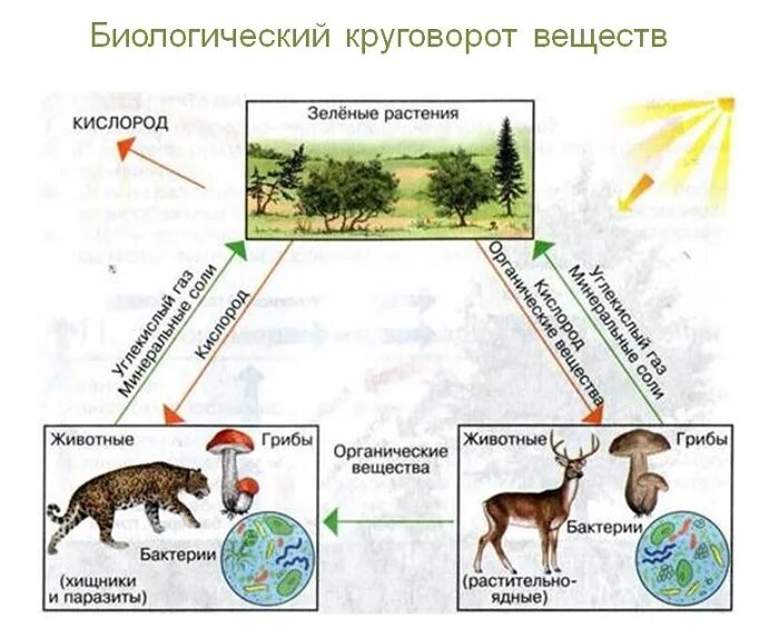 Схема круговорота веществ биология. Биологический круговорот веществ в биосфере схема. Круговорот веществ в природе. Биологический круговорот.. Биологический малый круговорот веществ схема. Цепочка биологического круговорота