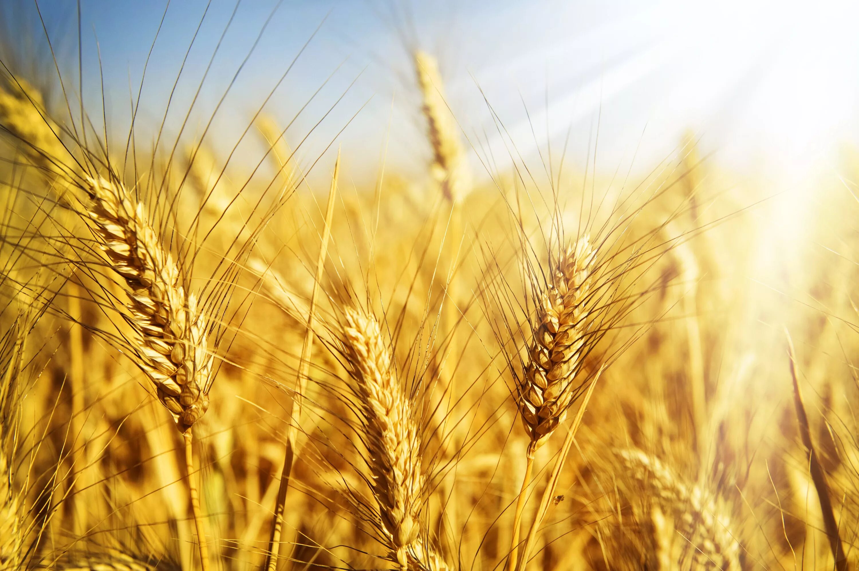 Пшеница. Зерновые культуры. Поле пшеницы. Колосья пшеницы.