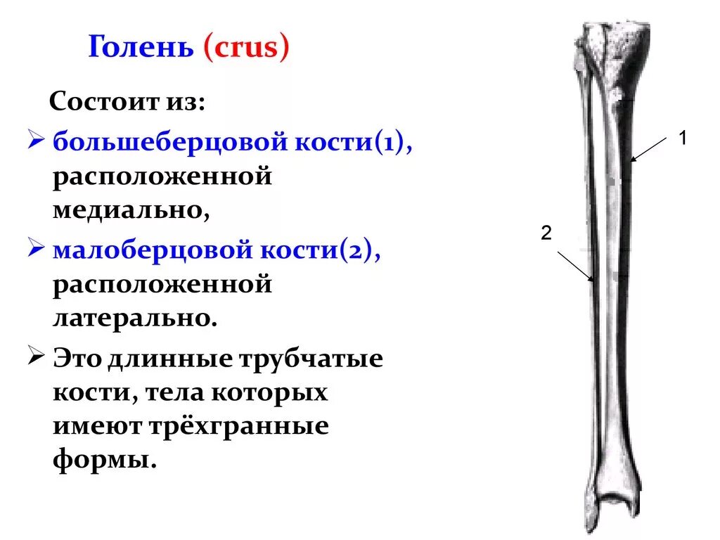 Находится берцовая кость. Дистальный метафиз малоберцовой кости. Дистальный метафиз большеберцовой кости это. Большеберцовая кость анатомия человека диафиз. Строение большеберцовой кости кратко.