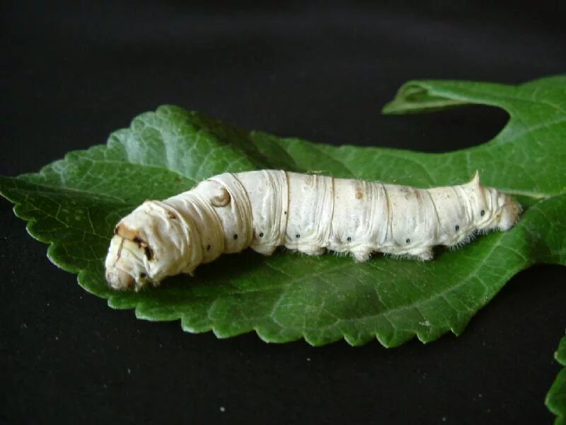сатурния луна гусеница. дубовый шелкопряд гусеница. шелкопряд каллета. непарный шелкопряд гусеница. китайские гусеницы.