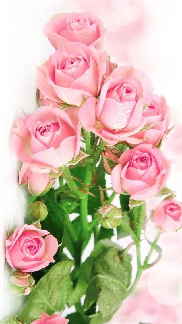 Цветы вертикальные. Розовые розы. Розовые розы открытка. Розы вертикальные. Открытка с днем рождения вертикальная