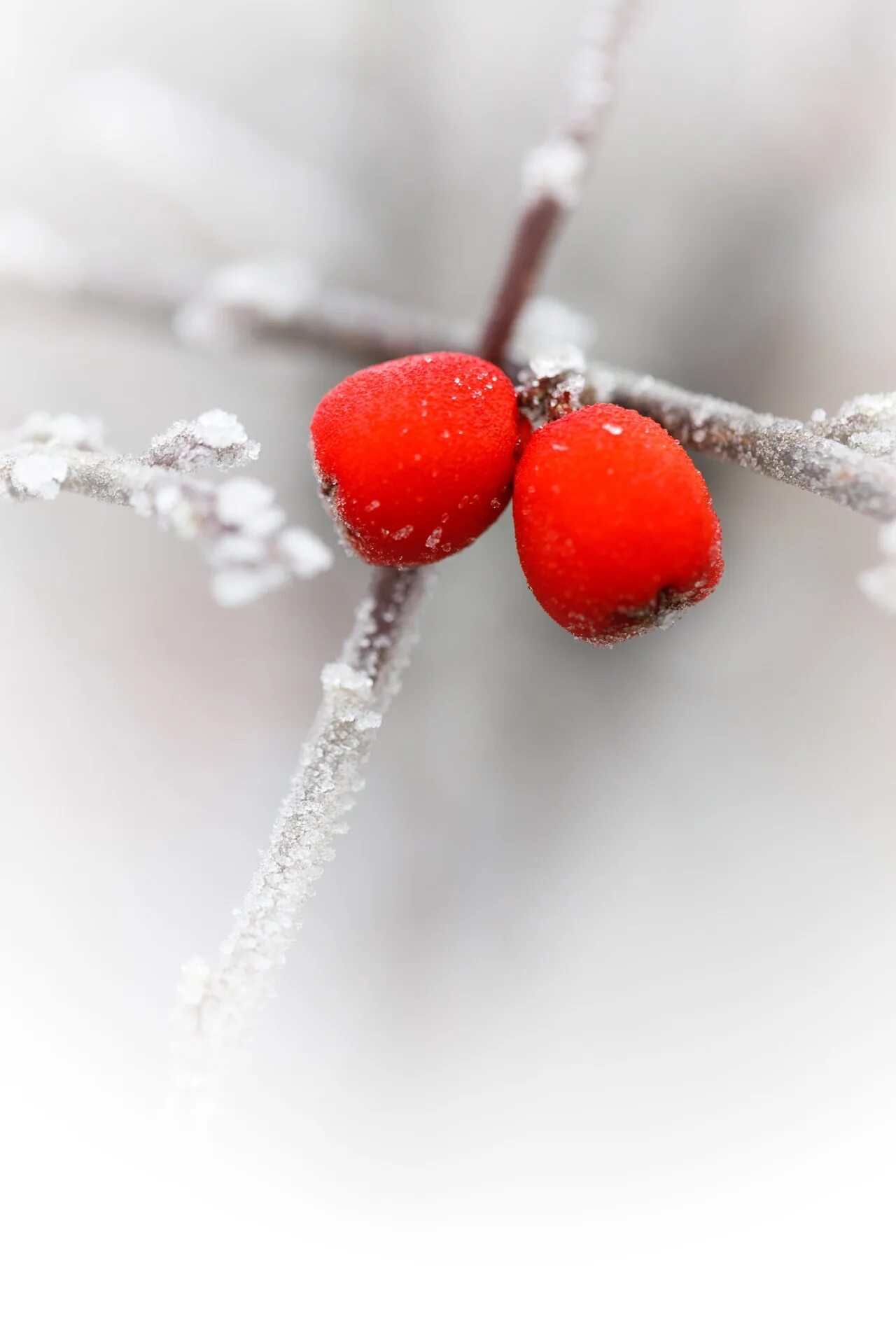 Ягоды зимой. Ягоды в снегу. Зимние красные ягоды. Красные ягоды на снегу.