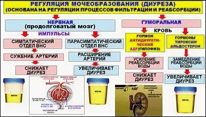 Нервная и гуморальная регуляция почек. Регуляция мочеобразования. Нервные механизмы регуляции мочеобразования. Регуляция мочевыделения системы. Регуляция деятельности почек.