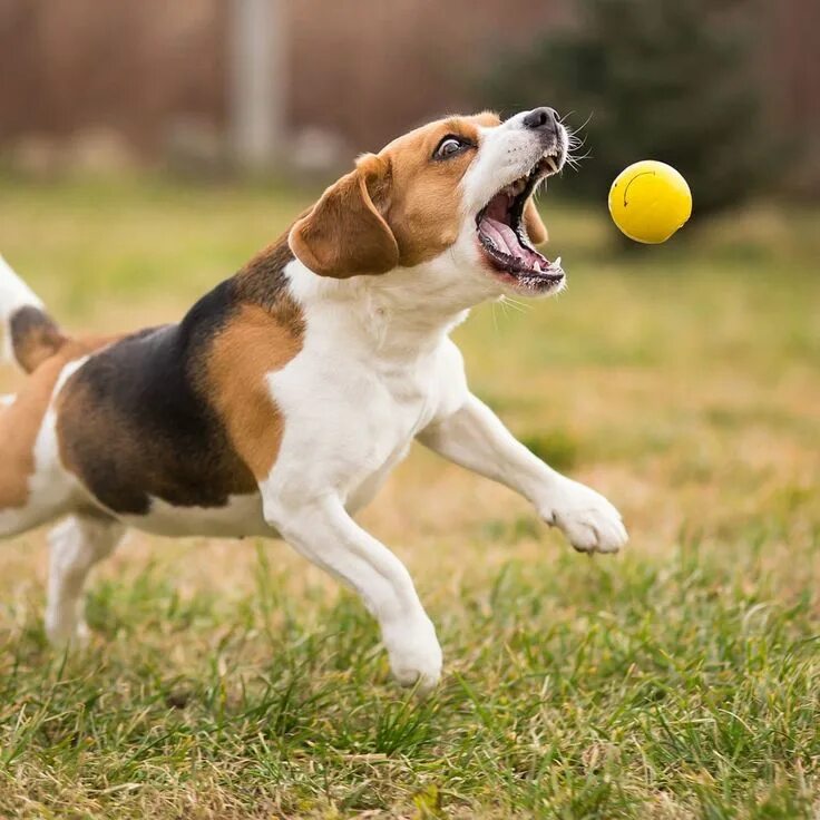 Человек с собакой. Собаки 1 мая нейросеть. Бигль и овчарка. Бигль. Dog run park.