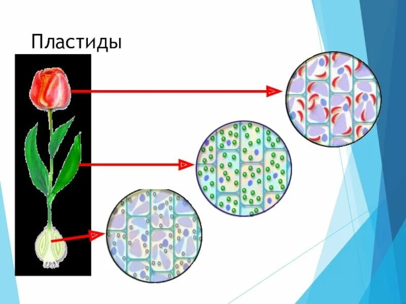 Красные хлоропласты. Хлорофилл хлоропласт хромопласт. Хлоропласты хромопласты лейкопласты. Пластиды пигменты пластид. Пластиды в клетках.