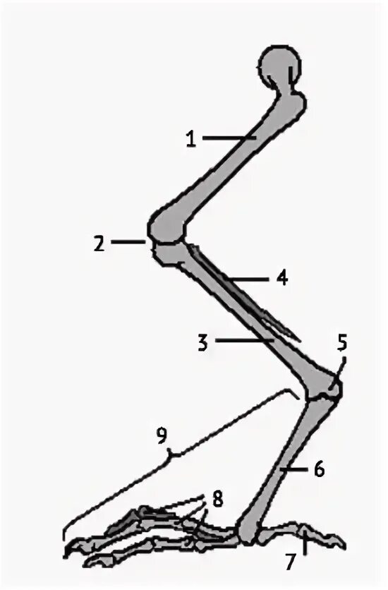 Строение скелета задней конечности птицы. Скелет птицы пояс задних конечностей. Малая берцовая кость у птиц. Скелет голубя нижние конечности. Рассмотрите кости задних конечностей назовите их обратите
