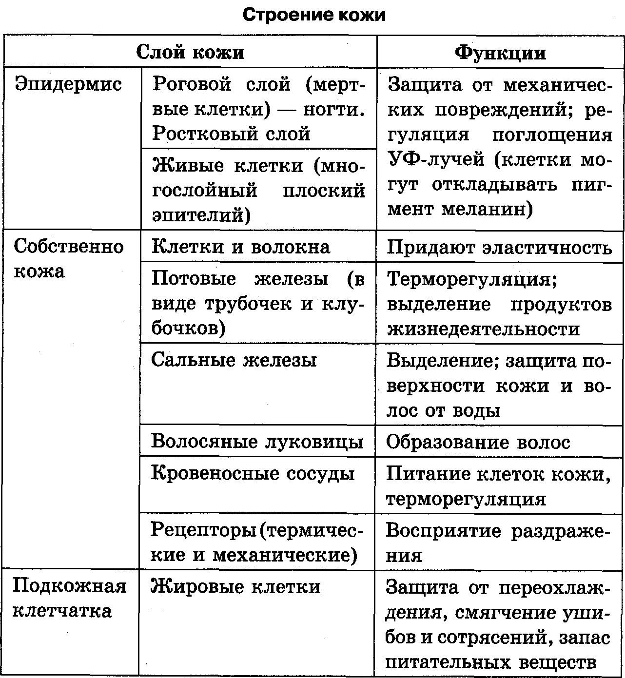 Таблица кожи человека