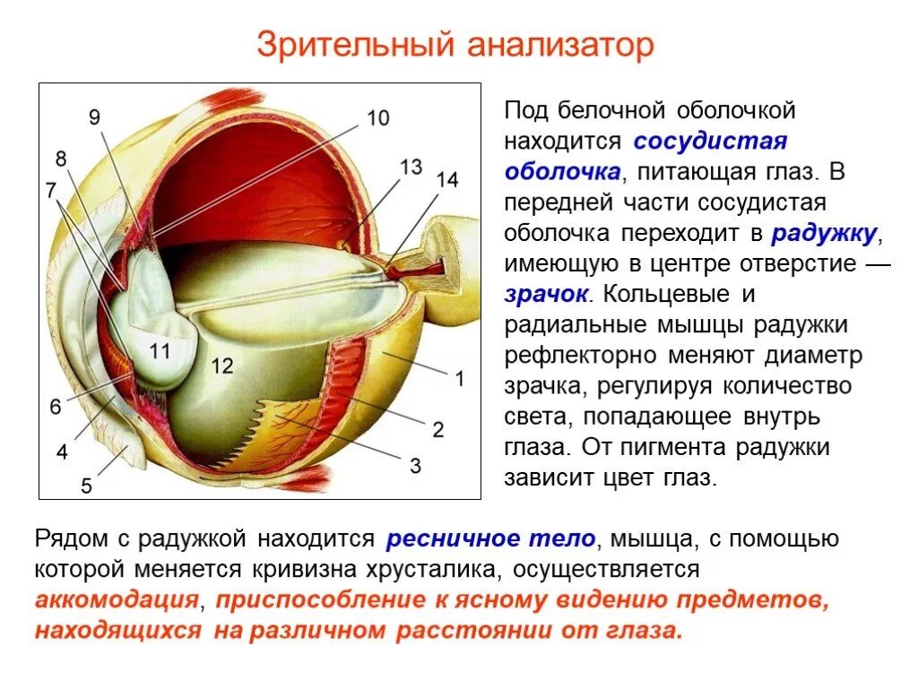 Элементы зрения строение функции. Глазной анализатор строение и функции. Анализаторы зрительный анализатор строение. Зрительный анализатор строение органа зрения. Зрительный анализатор строение и функции.