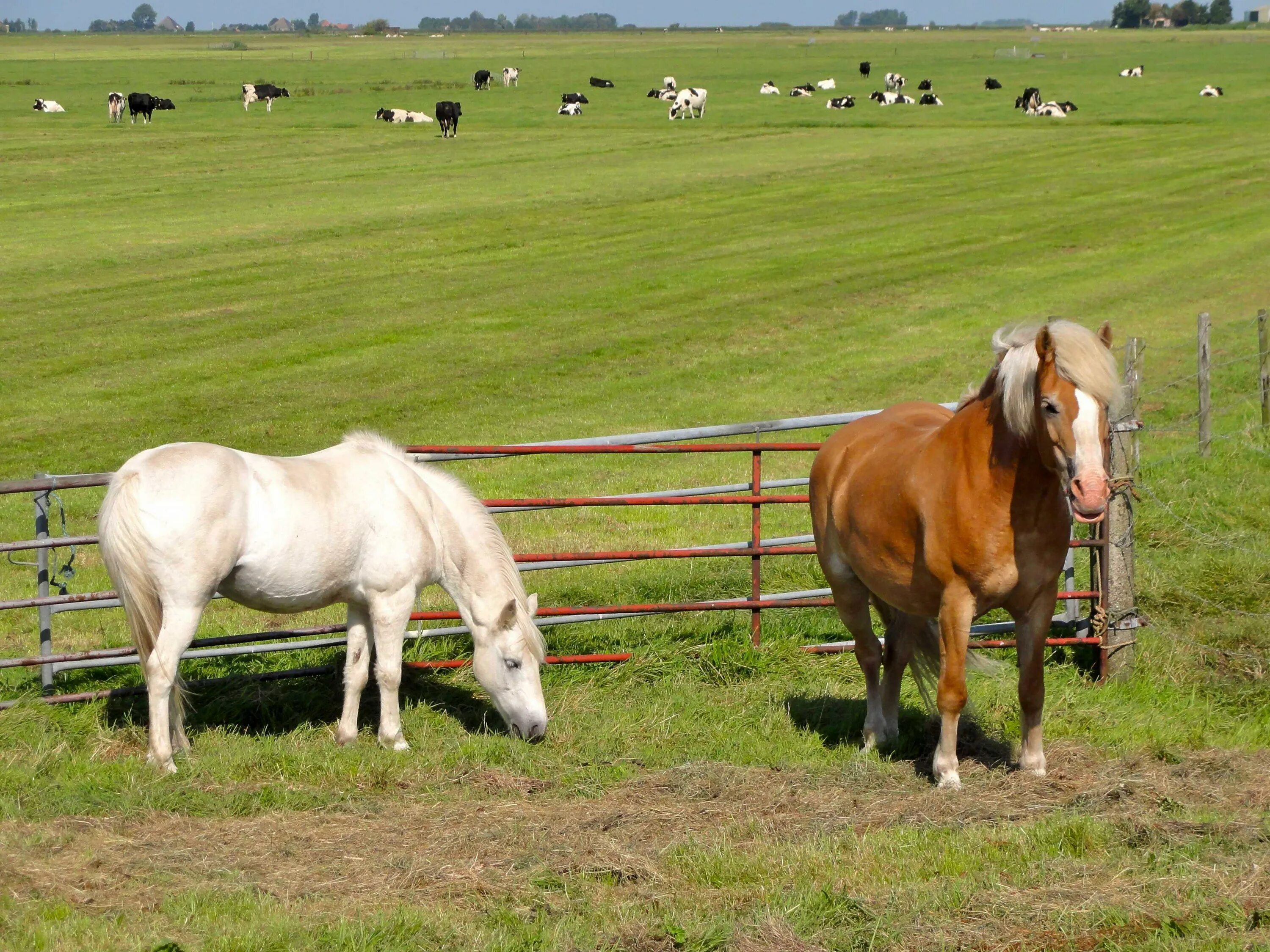Коров лошадок. Конная ферма «лошади Дзержинский». Ферма Еникеево. Лошади на пастбище. Лошадь в поле.