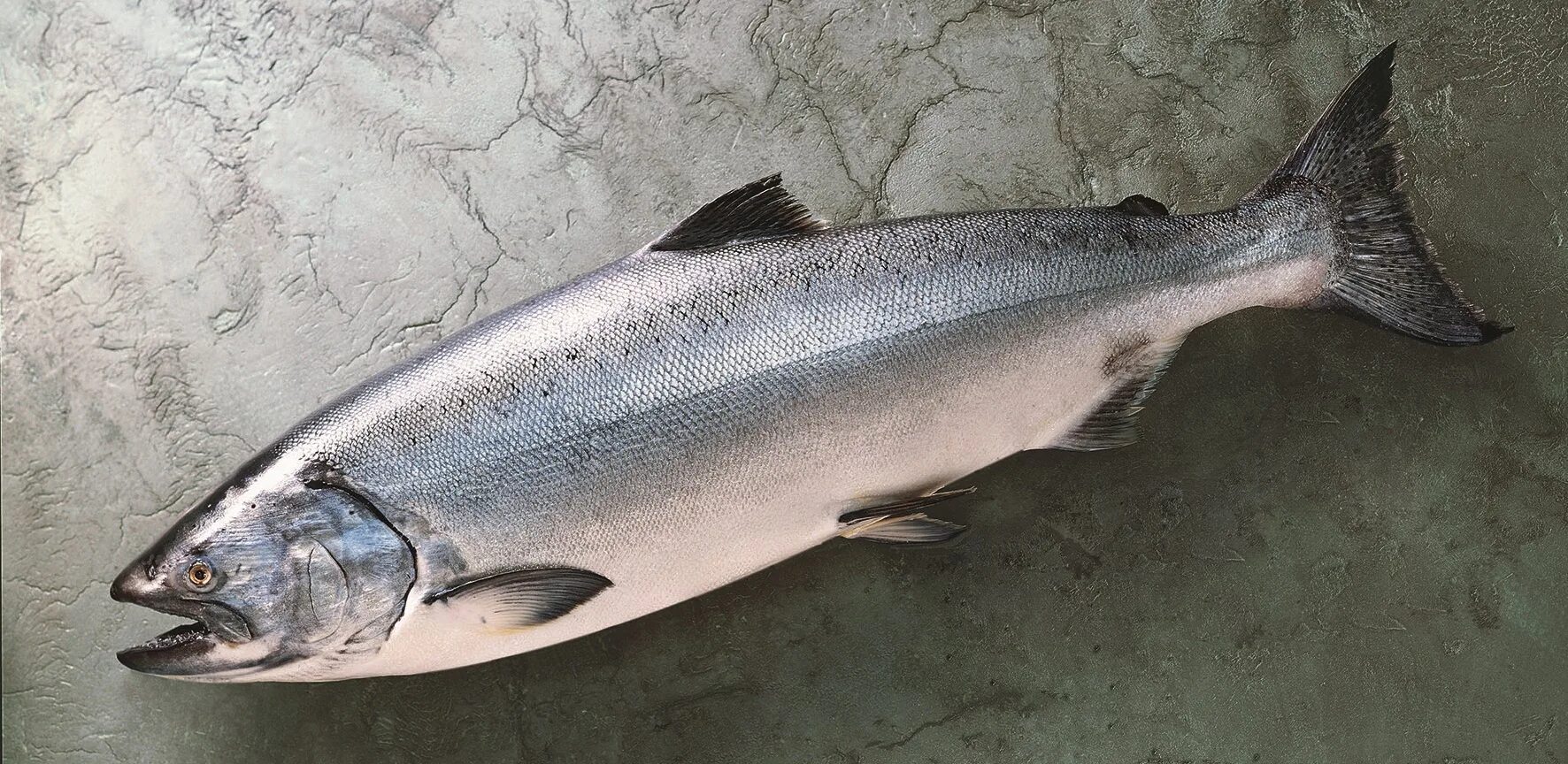 Лососевая рыба сканворд 5. Чавыча рыба. Чавыча Oncorhynchus tshawytscha. Красная рыба чавыча. Лосось чавыча.