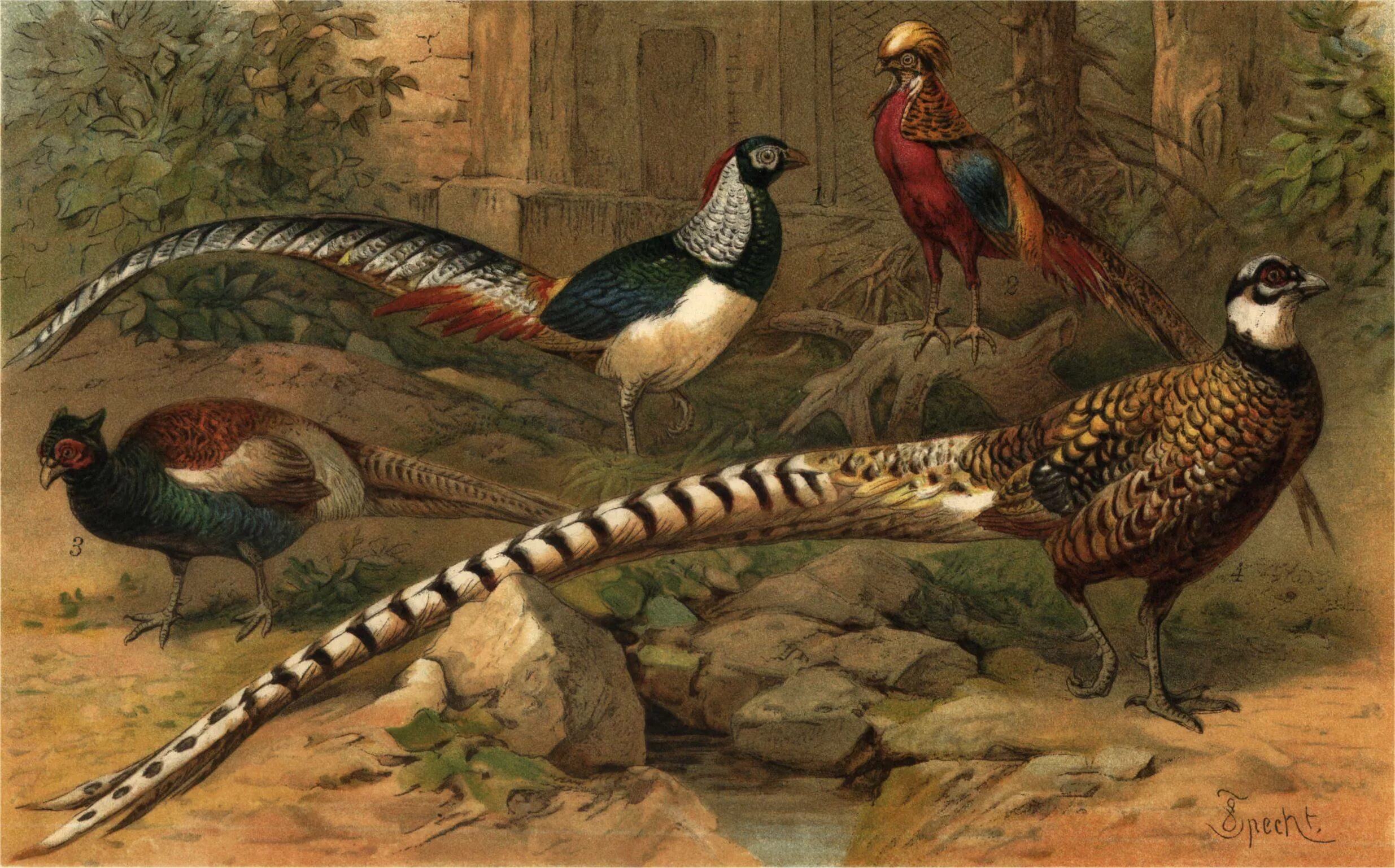 Фазан дальневосточный. Маньчжурский фазан. Северокавказский фазан самка. Обыкновенный фазан. Императорский фазан микадо.