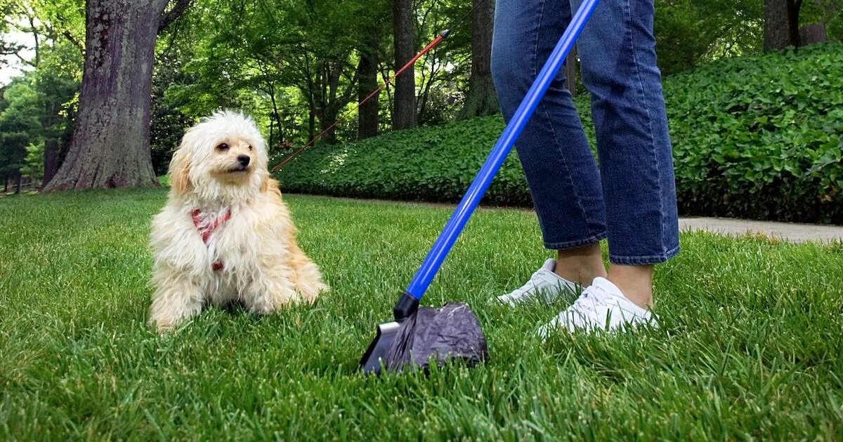 Solutions pet. Cleaning Dog. Pet poop Picker. Dog owner.