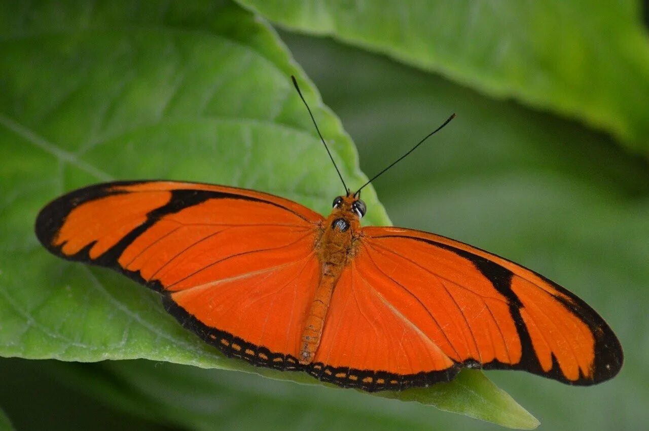 Бабочка черно оранжевая. Бабочка оранжевая bt399. Бабочка Гебомоя главк. Бабочка ленточник оранжевый. Черно оранжевая бабочка.
