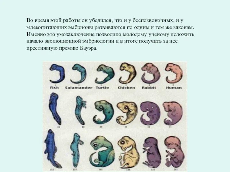Что является объектом изучения эмбриологии